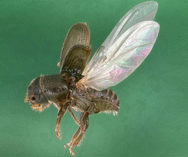 Alien species to increase by 36 percent globally by 2050