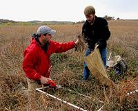 Balancing birds and biofuels: Grasslands support more species than cornfields