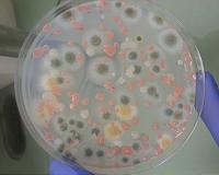 Observing how microbes adapt in a spaceflight environment