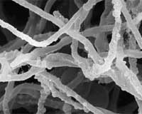Genomics Of Plant-Based Biofuels Highlighted In Journal Nature
