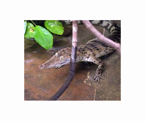 Escaped Chinese crocodiles all captured: state media