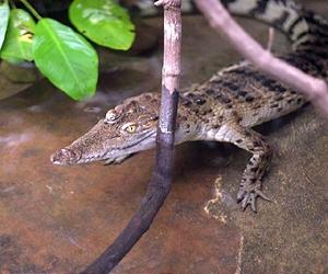 Philippine town claims world's largest croc title