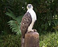 Sanctuary offers hope for endangered Philippine eagle