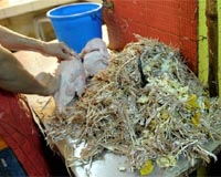 Scientist says feathers are future of Asia construction