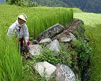 Scientists seek new ways to feed the world amid global warming