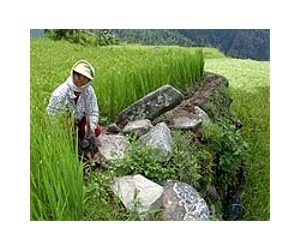 First GMO rice to be launched in Philippines in 2016: researchers