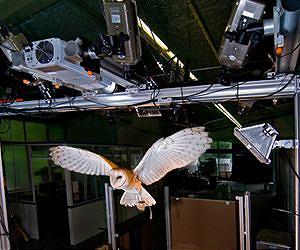 DLR measures the shape of a barn owl wing in flight