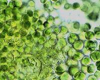 An abundance of viruses that infect ocean microorganisms