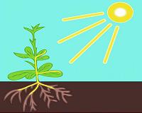 Plant roots began following gravity 350 million years ago