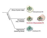 Photosynthesis like a moss