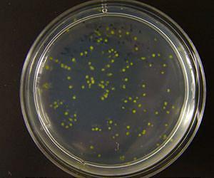 Ocean plankton sponge up nearly twice the carbon currently assumed
