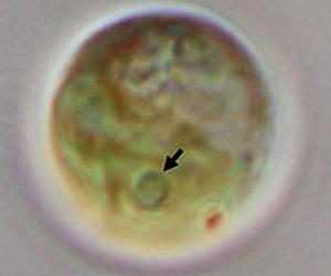 More Efficient Ways To Harvest Sunlight To Make New Biofuels And Biomaterials