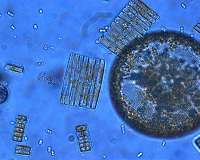Tiny Sea Creatures Hold Secrets to Earth's Climate