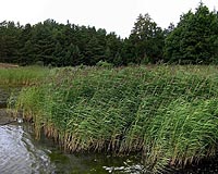 Changing Climate May Make Super Weed Even More Powerful