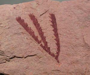 Explosive evolution need not follow mass extinctions