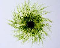 Moss may hold stem cell programming clues