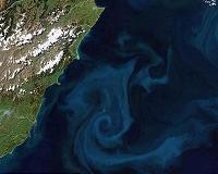 The foundation of aquatic life can rapidly adapt to global warming