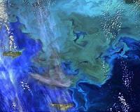 NASA Ocean Data Shows 'Climate Dance' of Plankton