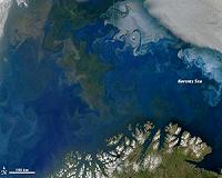 Earth's oceans show decline in microscopic plant life