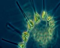 Tiny phytoplankton have big influence on climate change