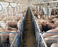 China to exempt 'some' US soybean, pork from tariffs