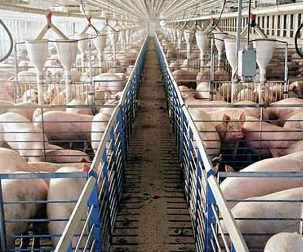 China launches anti-dumping probe into EU pork imports