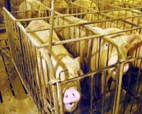 Latvia orders pig cull to stem African swine fever