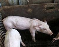 New swine flu found in China has pandemic potential