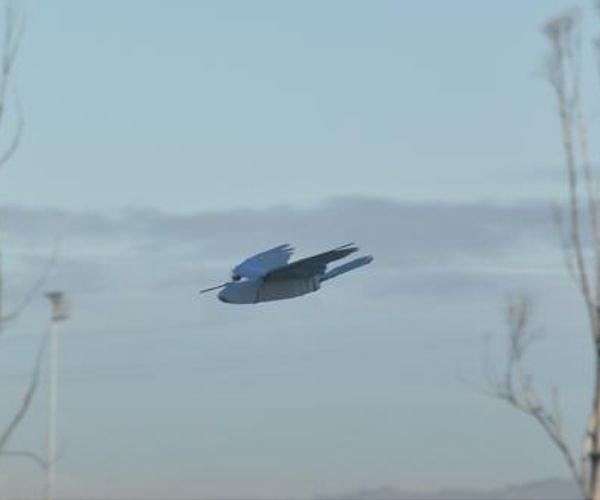 Robot flies like a bird