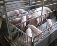 Malaysia culls 50,000 pigs over smell, pollution