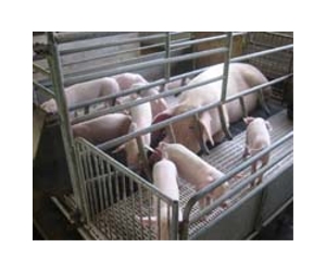 Hog waste producing electricity and carbon offsets