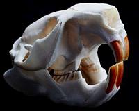Making teeth tough: Beavers show way to improve our enamel