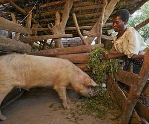Finally! The pig genome is mapped