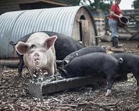 Hong Kong to cull 6,000 pigs as first swine fever case found