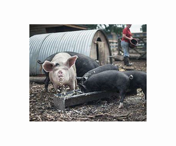 Scientists teach pigs to play video game, showing behavioral, mental flexibility