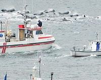 Faroe Islands steps up EU fish fight with WTO panel