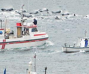 Faroe Islands launches fish fight with EU at WTO