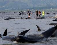 Seven stranded whales refloated in New Zealand
