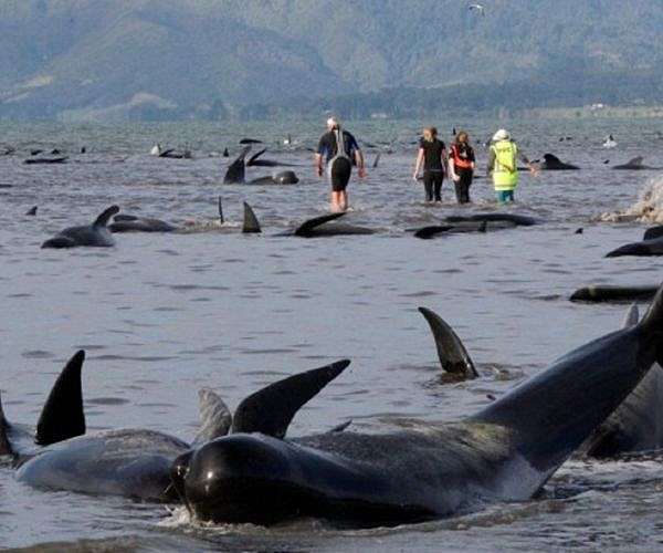Final whale saved from grim Australia mass stranding