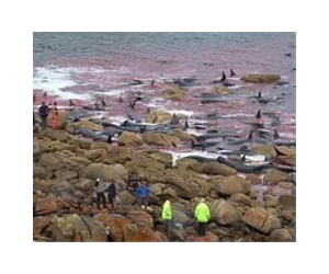 US experts probe beaching that killed 17 whales