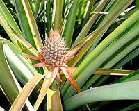 Pineapple genome offers insights into plant domestication process