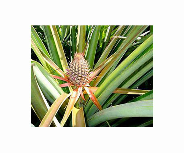 China pineapple ban sparks sour rebuke from Taiwan