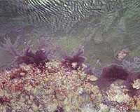 Together We Stand: Bacteria Organize To Survive Hostile Zones