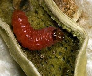 Biotech crops vs. pests: Successes and failures from the first billion acres