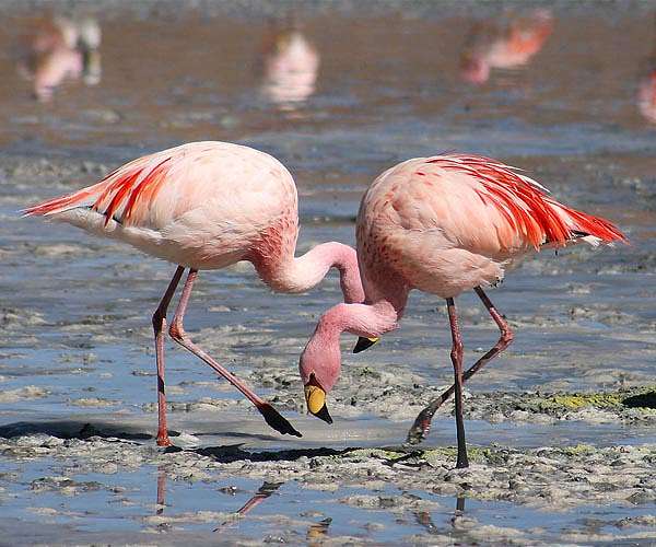 Baby flamingos saved from drought-decimated lake in Algeria