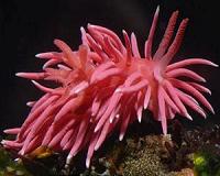 Scientists link skyrocketing sea slug populations and warming seas