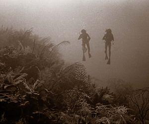 Detecting Detrimental Change in Coral Reefs