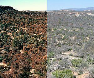 Dying trees in Southwest set stage for erosion, water loss in Colorado River
