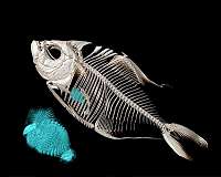Scale-eating fish adopt clever parasitic methods to survive