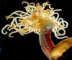 Seabed Biodiversity Of The Straits Of Magellan And Drake Passage